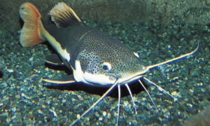 This is the cutest Catfish I could find - they are not pretty!