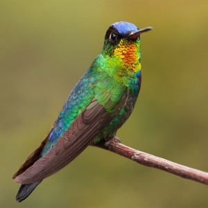 fiery_throated_hummingbird